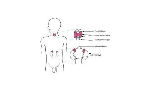 Endocrine Surgery